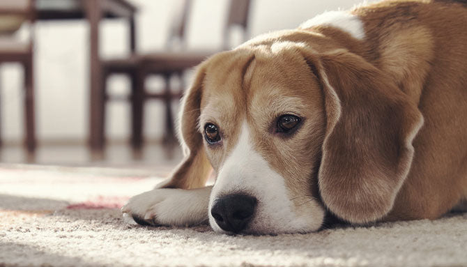 Upset stomachs in dogs and what you can do
