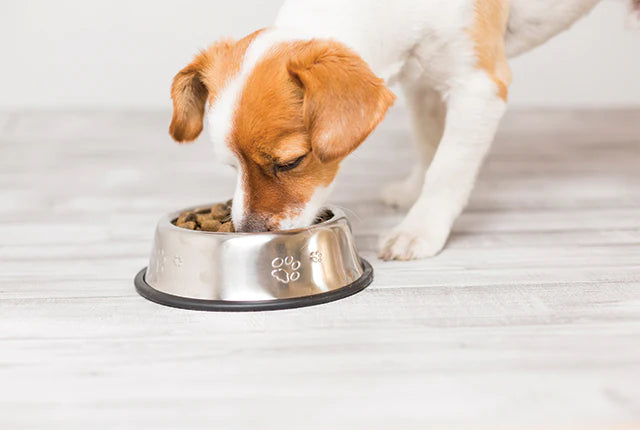 Can dogs eat insects?