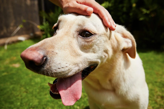 How To Keep Your Dog Healthy in the Heat