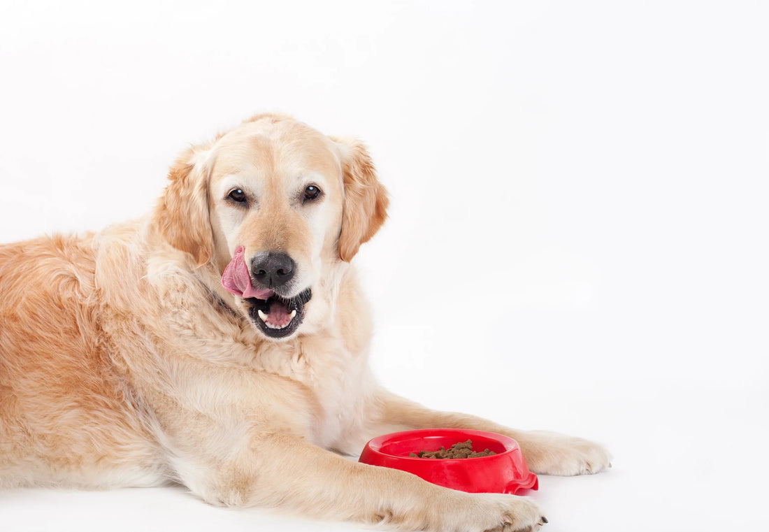 Meat Or Vegan Dog Food? Here’s A Dog Food Alternative