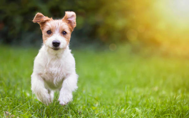 Picking A Puppy Food Alternative For Your New Puppy