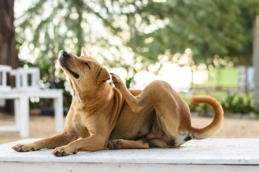 How Organic Dog Food Can Stop Dog Skin Irritation