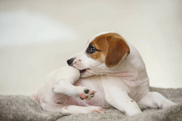 How to tell if your dog is gluten intolerant