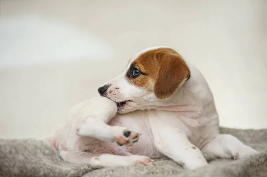 How to tell if your dog is gluten intolerant