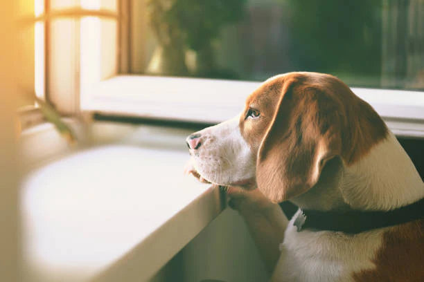 Stress In Dogs And What You Can Do, Dog Food For Stress