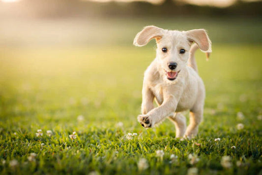 For The Love Of Grains - Why We Use Them In Our Natural Dog Food