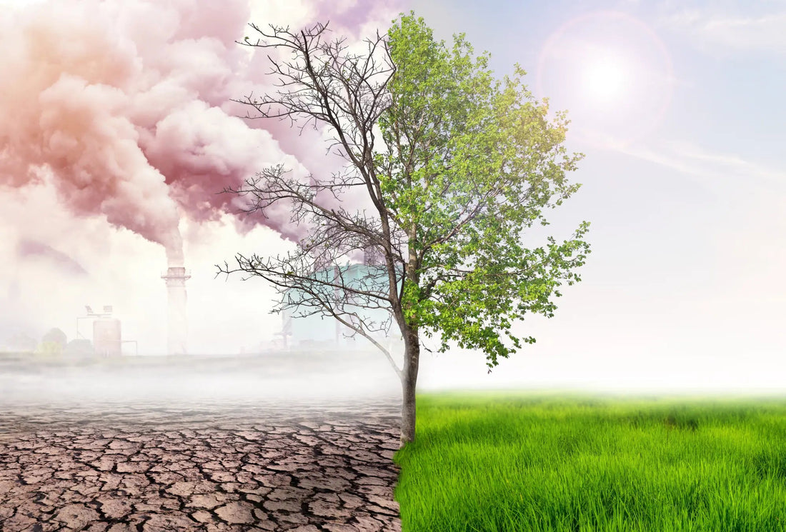 Sustainable Inside and Out: The Percuro Recycling Pledge